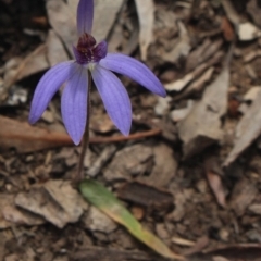 Cyanicula caerulea (Blue Fingers, Blue Fairies) at Mcleods Creek Res (Gundaroo) - 22 Sep 2018 by MaartjeSevenster