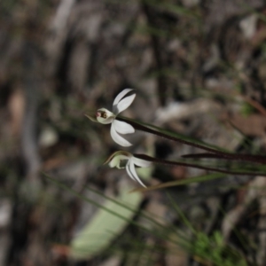 Caladenia fuscata at Gundaroo, NSW - 22 Sep 2018