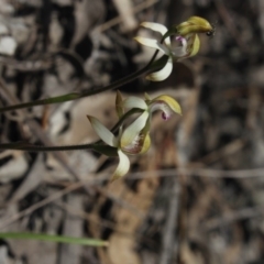 Caladenia ustulata (Brown Caps) at Gundaroo, NSW - 22 Sep 2018 by MaartjeSevenster