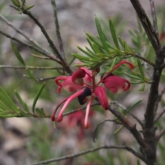 Grevillea sp. (Grevillea) at Gundaroo, NSW - 22 Sep 2018 by MaartjeSevenster