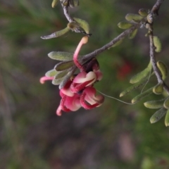 Grevillea lanigera (Woolly Grevillea) at Mcleods Creek Res (Gundaroo) - 22 Sep 2018 by MaartjeSevenster