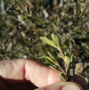 Hibbertia obtusifolia at Amaroo, ACT - 23 Sep 2018