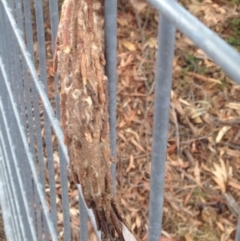 Metura elongatus at Narrabundah, ACT - 23 Sep 2018 12:50 PM