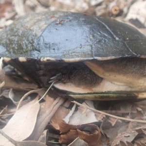 Chelodina longicollis at Dignams Creek, NSW - 23 Sep 2018 02:10 PM