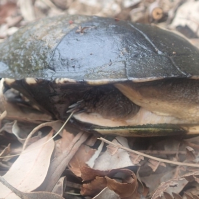 Chelodina longicollis (Eastern Long-necked Turtle) at Dignams Creek, NSW - 23 Sep 2018 by Maggie1