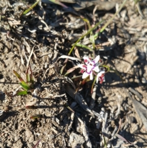 Wurmbea dioica subsp. dioica at Amaroo, ACT - 23 Sep 2018