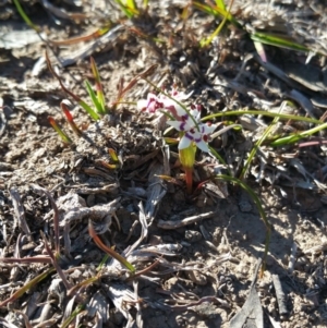 Wurmbea dioica subsp. dioica at Amaroo, ACT - 23 Sep 2018