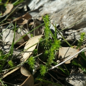 Asperula conferta at Amaroo, ACT - 23 Sep 2018 08:34 AM