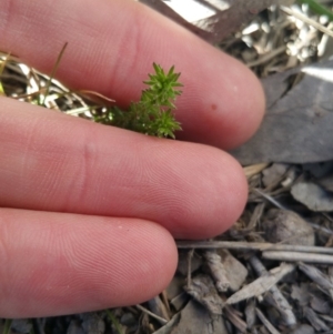 Asperula conferta at Amaroo, ACT - 23 Sep 2018 08:34 AM