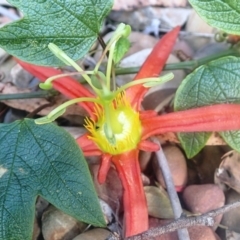 Passiflora cinnabarina (Red Passionflower) at Dignams Creek, NSW - 23 Sep 2018 by Maggie1