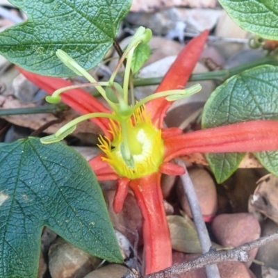 Passiflora cinnabarina (Red Passionflower) at Dignams Creek, NSW - 23 Sep 2018 by Maggie1