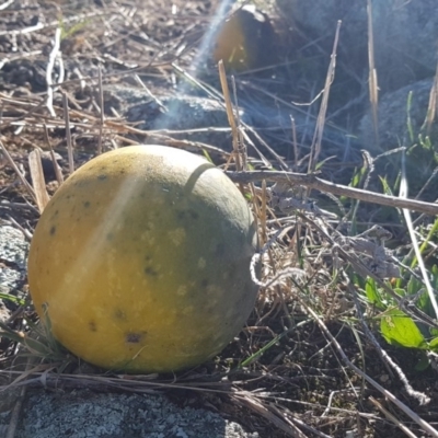 Citrullus amarus (Wild Melon, Camel Melon, Bitter Melon) at Hume, ACT - 23 Sep 2018 by Jek