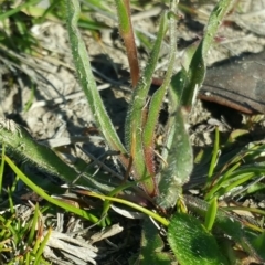 Craspedia variabilis at Amaroo, ACT - 23 Sep 2018