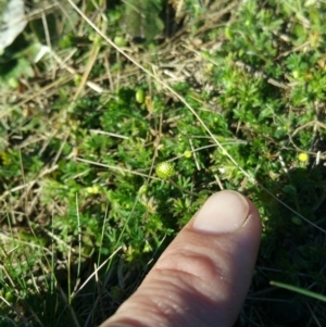 Cotula australis at Amaroo, ACT - 23 Sep 2018