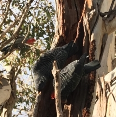 Callocephalon fimbriatum (Gang-gang Cockatoo) at Hughes, ACT - 23 Sep 2018 by KL