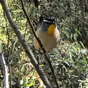 Pardalotus punctatus at Tharwa, ACT - 23 Sep 2018 12:04 PM