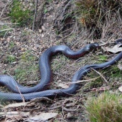 Pseudechis porphyriacus (Red-bellied Black Snake) at Paddys River, ACT - 23 Sep 2018 by TimL