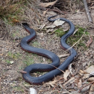 Pseudechis porphyriacus at Paddys River, ACT - 23 Sep 2018 01:20 PM