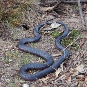 Pseudechis porphyriacus at Paddys River, ACT - 23 Sep 2018 01:20 PM