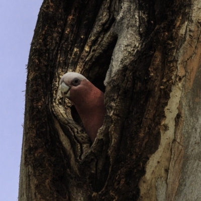 Eolophus roseicapilla (Galah) at Hughes, ACT - 22 Sep 2018 by BIrdsinCanberra