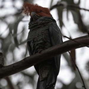 Callocephalon fimbriatum at Deakin, ACT - 22 Sep 2018