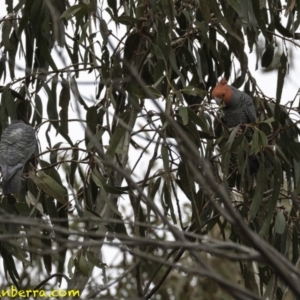 Callocephalon fimbriatum at Deakin, ACT - 22 Sep 2018