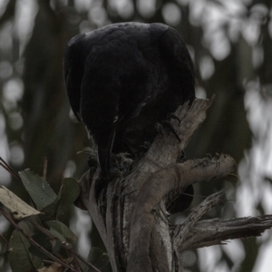 Corvus coronoides at Hughes, ACT - 22 Sep 2018 02:38 PM