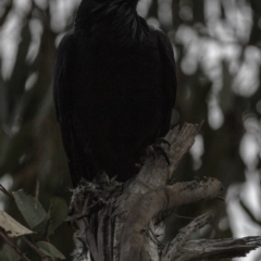 Corvus coronoides at Hughes, ACT - 22 Sep 2018 02:38 PM