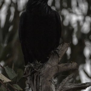 Corvus coronoides at Hughes, ACT - 22 Sep 2018 02:38 PM