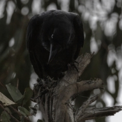 Corvus coronoides at Hughes, ACT - 22 Sep 2018 02:38 PM