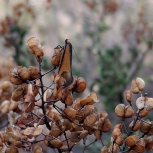 Philobota undescribed species near arabella at McQuoids Hill - 23 Sep 2018 04:18 PM