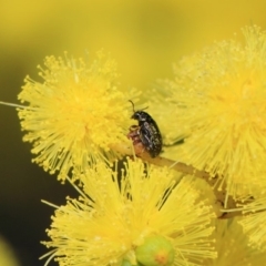 Alticini (tribe) (Unidentified flea beetle) at Hackett, ACT - 21 Sep 2018 by TimL