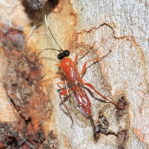 Stiromesostenus sp. (genus) at Acton, ACT - 22 Sep 2018