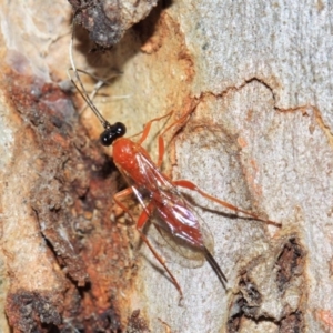 Stiromesostenus sp. (genus) at Acton, ACT - 22 Sep 2018 02:18 PM