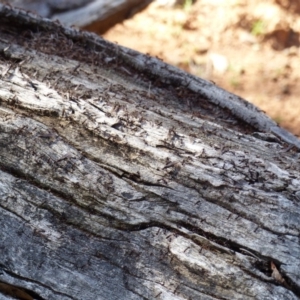 Papyrius nitidus at Ainslie, ACT - 21 Sep 2018