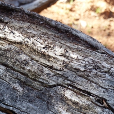 Papyrius nitidus (Shining Coconut Ant) at Ainslie, ACT - 21 Sep 2018 by MichaelMulvaney