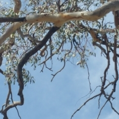 Daphoenositta chrysoptera at Dunlop, ACT - 24 Sep 2018