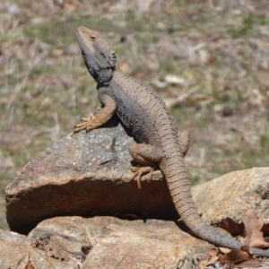 Pogona barbata at Weston Creek, ACT - 23 Sep 2018