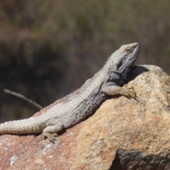 Pogona barbata at Weston Creek, ACT - 23 Sep 2018