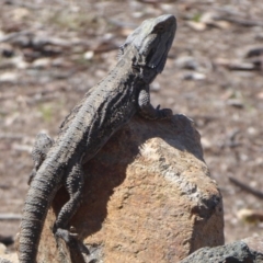 Pogona barbata at Weston Creek, ACT - 23 Sep 2018