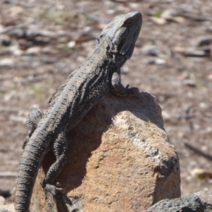 Pogona barbata at Weston Creek, ACT - suppressed