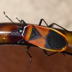 Dindymus versicolor at Fyshwick, ACT - 23 Sep 2018 01:22 PM