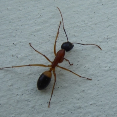 Camponotus consobrinus (Banded sugar ant) at Flynn, ACT - 24 Sep 2018 by Christine