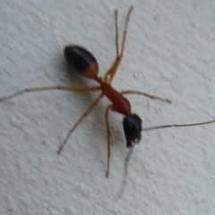 Camponotus consobrinus at Flynn, ACT - 24 Sep 2018 07:57 AM