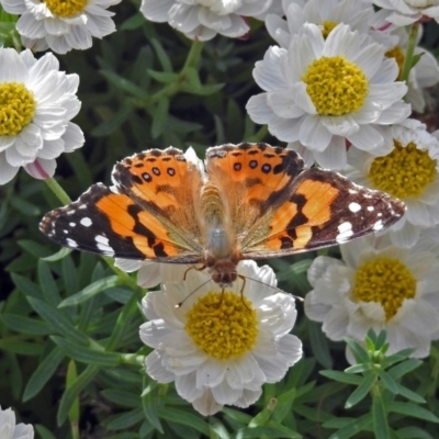 Vanessa kershawi (Australian Painted Lady) at Acton, ACT - 24 Sep 2018 by RodDeb