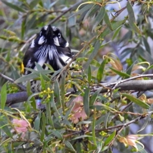 Phylidonyris novaehollandiae at Acton, ACT - 24 Sep 2018 12:23 PM