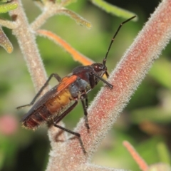 Oncopeltus (Oncopeltus) sordidus (Milk vine bug) at ANBG - 22 Sep 2018 by TimL