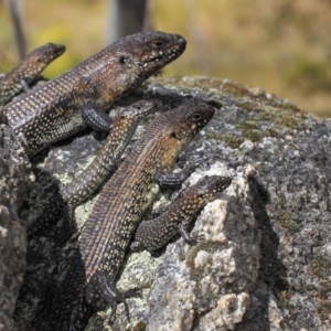 Egernia cunninghami at Paddys River, ACT - 23 Sep 2018 12:42 PM