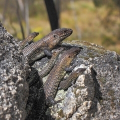 Egernia cunninghami at Paddys River, ACT - 23 Sep 2018 12:42 PM