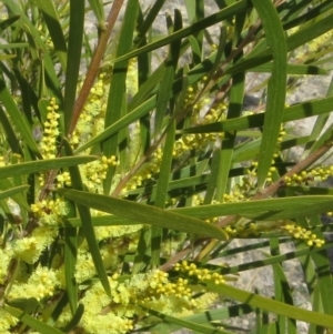 Acacia floribunda at Theodore, ACT - 24 Sep 2018